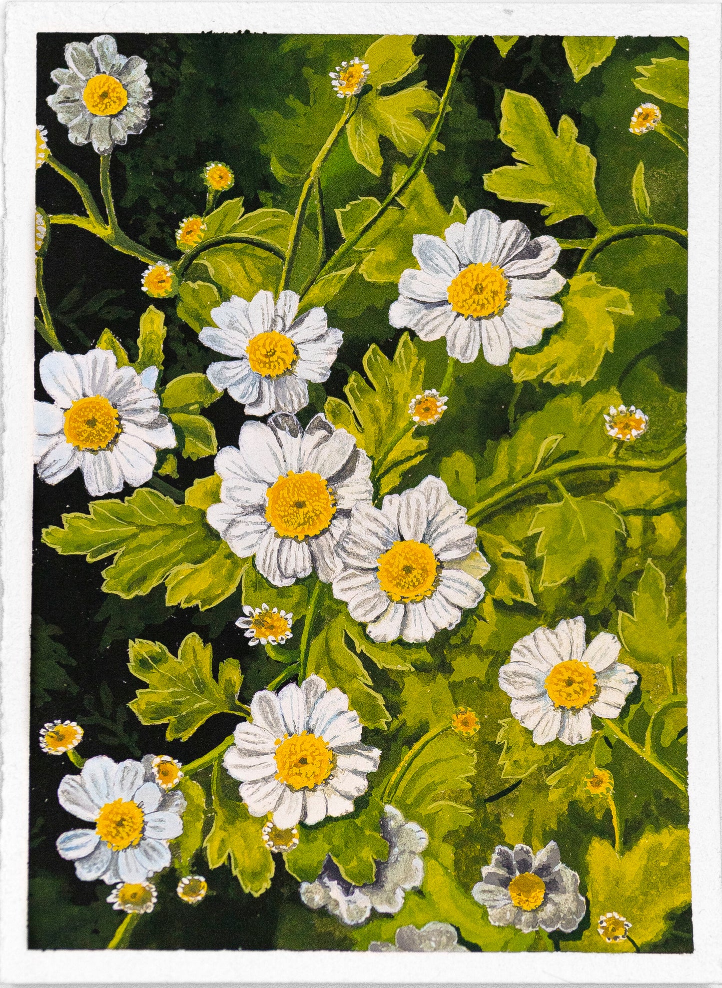 "Chamomile" Original Gouache Painting