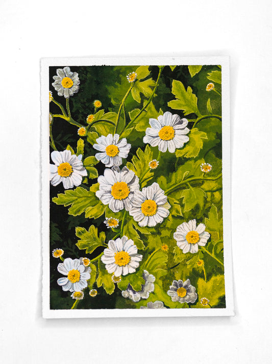 "Chamomile" Original Gouache Painting